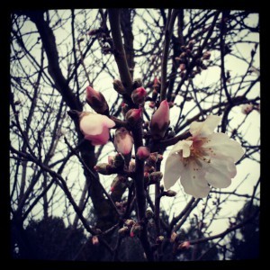 ametller florit